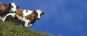 Umzug in die Schweiz