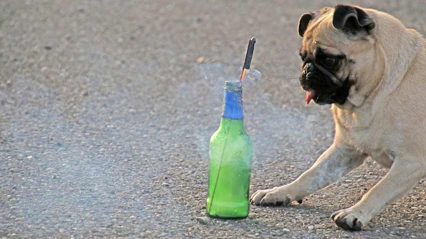 Tiere wie dieser beigefarbene Mops sollten vor Feuerwerkskörpern geschützt werden.