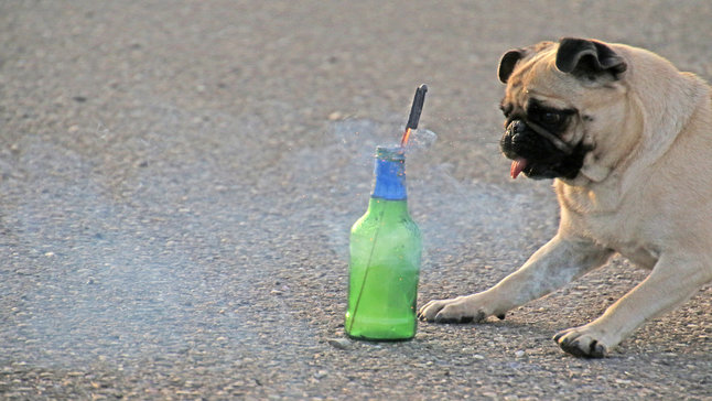 Ein Hund schreckt vor einer Feuerwerksrakete zurück. Bei Feuerwerk gilt es im Umgang mit Tieren einiges zu beachten.